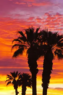 Sonoran Prints: Silhouetted palms at sunrise, Anza-Borrego Desert State Park, California