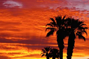 Images Dated 2nd April 2011: Silhouetted palms at sunrise, Anza-Borrego Desert State Park, California, USA