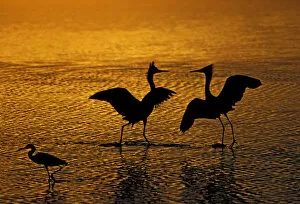 Images Dated 26th June 2007: Silhouettes of reddish egrets conduct mating dance in gold-colored water. Credit as