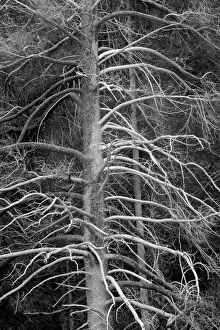 Geothermal Prints: Silicified (calcified) tree, Upper Geyser Basin, Yellowstone National Park, Wyoming