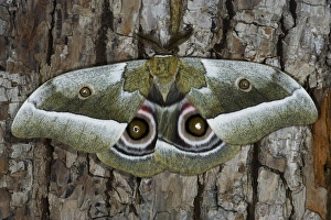 Images Dated 5th April 2006: Silk Moth Gonimbrasia zambesina photographed in Sammamish, Washington
