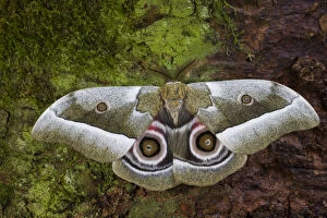 Silk Moth Gonimbrasia zambesina photographed in Sammamish, Washington