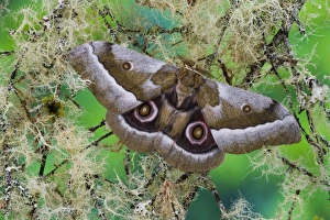 Images Dated 14th April 2006: Silk Moth Gonimbrasia zambesina photographed in Sammamish, Washington