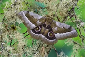 Images Dated 14th April 2006: Silk Moth Gonimbrasia zambesina photographed in Sammamish, Washington