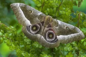 Images Dated 8th April 2006: Silk Moth Gonimbrasia zambesina photographed in Sammamish, Washington