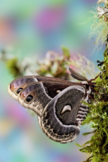 Images Dated 4th September 2024: Silk moth on mossy branch