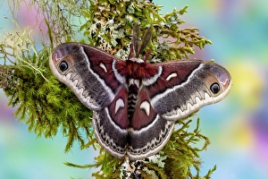 Images Dated 4th September 2024: Silk moth on mossy branch