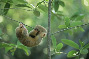 Silky Anteater, (Cyclopes didactylus), West Indies, Trinidad, Caroni Swamp, sleeping