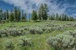 Roddy Scheer Prints: Silky lupine and Engelmann spruce trees