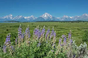 Silky lupine, Lunch Tree Hill, Grand Teton National Park, Wyoming, Usa
