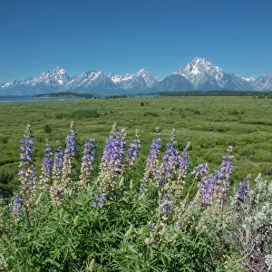 Images Dated 19th January 2023: Silky lupine, Lunch Tree Hill, Grand Teton National Park, Wyoming, Usa
