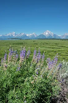 Silky lupine, Lunch Tree Hill, Grand Teton National Park, Wyoming, Usa