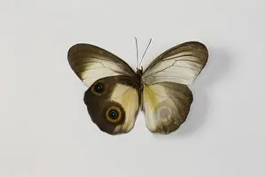 Spot Prints: The Silky Owl Butterfly, Taenaris macrops wing comparison top and bottom wings