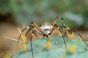 Scary Prints: Silver Argiope