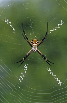 Back Yard Prints: Silver Argiope, Argiope argentata, female in web, Willacy County, Rio Grande Valley