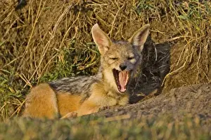Silver-backed Jackals careing for each other in the brush of Msai Mara Kenya