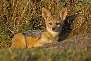 Images Dated 19th September 2006: Silver-backed Jackals careing for each other in the brush of Msai Mara Kenya