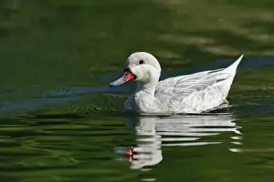 Images Dated 22nd April 2009: Silver Bahama Pintail duck, Anas bahamensis fonna alba