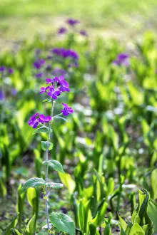Stem Prints: Silver Dollar plant in spring, USA
