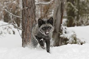 Silver Fox a melanistic form of the red fox, Vulpes vulpes. (Captive) Montana