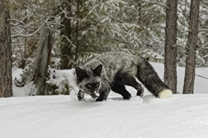 Silver Fox a melanistic form of the red fox, Vulpes vulpes. (Captive) Montana