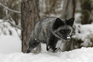 Silver Fox a melanistic form of the red fox, Vulpes vulpes. (Captive) Montana