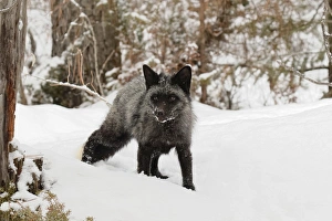 Images Dated 1st February 2016: Silver Fox a melanistic form of the red fox, Vulpes vulpes. (Captive) Montana