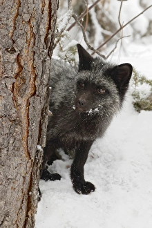 Images Dated 1st February 2016: Silver Fox a melanistic form of the red fox, Vulpes vulpes. (Captive) Montana