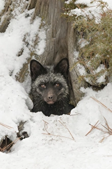 Images Dated 1st February 2016: Silver Fox a melanistic form of the red fox, Vulpes vulpes. (Captive) Montana