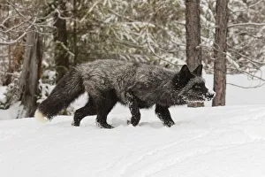 Images Dated 1st February 2016: Silver Fox a melanistic form of the red fox, Vulpes vulpes. (Captive) Montana