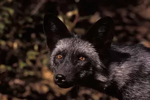 silver fox, red fox morph, Vulpes vulpes, in the foothills of the Takshanuk mountains