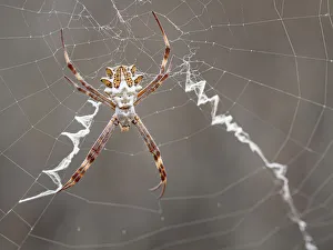 Spider Prints: Silver garden spider (argiope, an orbweaver) on web showing stabilimenti and orb web