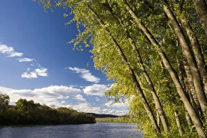 Silver maple trees lean over the Connecticut River at the Sawyer Farm in Walpole