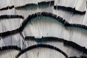 Images Dated 25th January 2010: Silver Pheasant fanned out feathers