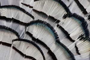 Silver Prints: Silver Pheasant feather fan design