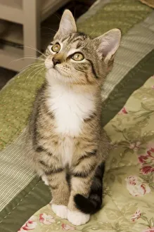 Images Dated 26th November 2005: Silver tabby on