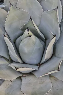 Pointed Prints: Silver toned succulent, Longwood Gardens Conservatory, Pennsylvania