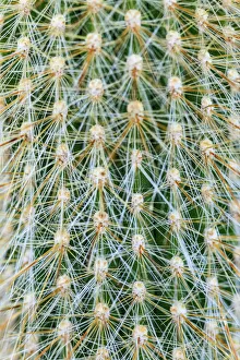 Cactus Prints: Silver Torch Cactus. Cleistocactus strausii