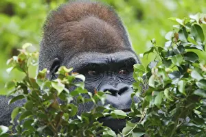 Gorilla Prints: Silverback Lowland Gorilla Gorilla gorilla Captive Silverback Lowland GorillaGorilla
