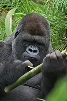 Gorilla Prints: Silverback Lowland Gorilla working with tool Gorilla gorilla Captive