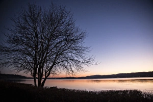Reed Prints: Silverdale, Washington. Dicidious tree without its leaves looks out onto the pink