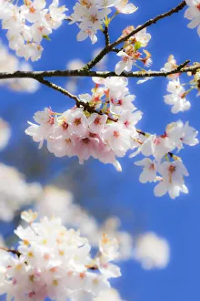 Cherry Blossom Prints: Silverdale, Washington State, USA. Blooming cherry blossom