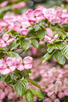 Images Dated 27th July 2021: Silverdale, Washington State, USA. Flowering pink dogwood tree