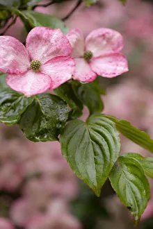 Images Dated 27th July 2021: Silverdale, Washington State, USA. Flowering pink dogwood tree