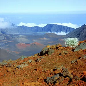 Images Dated 14th September 2007: Silversword on Haleakala Crater Rim from near Visitor center