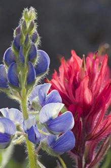Images Dated 10th August 2009: Silvery Lupine, Lavendar Paintbrush