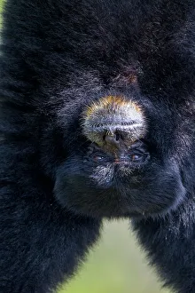 Arboreal Prints: A Simang gibbon hanging upside down