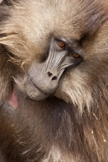 Joe Mary Ann Mcdonald Prints: Simien Mountains, Ethiopia, Gelada, aka Gelada Baboon, Theropitecus gelada