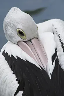 Singapore Prints: Singapore, Jurong Bird Park. Australian pelican (Pelecanus conspicillatus)