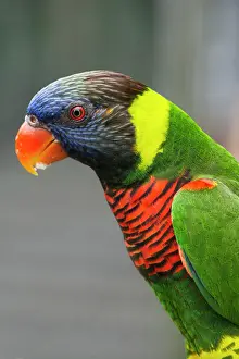 Rainbow Prints: Singapore, Jurong Bird Park. Colorful Australian lorikeet